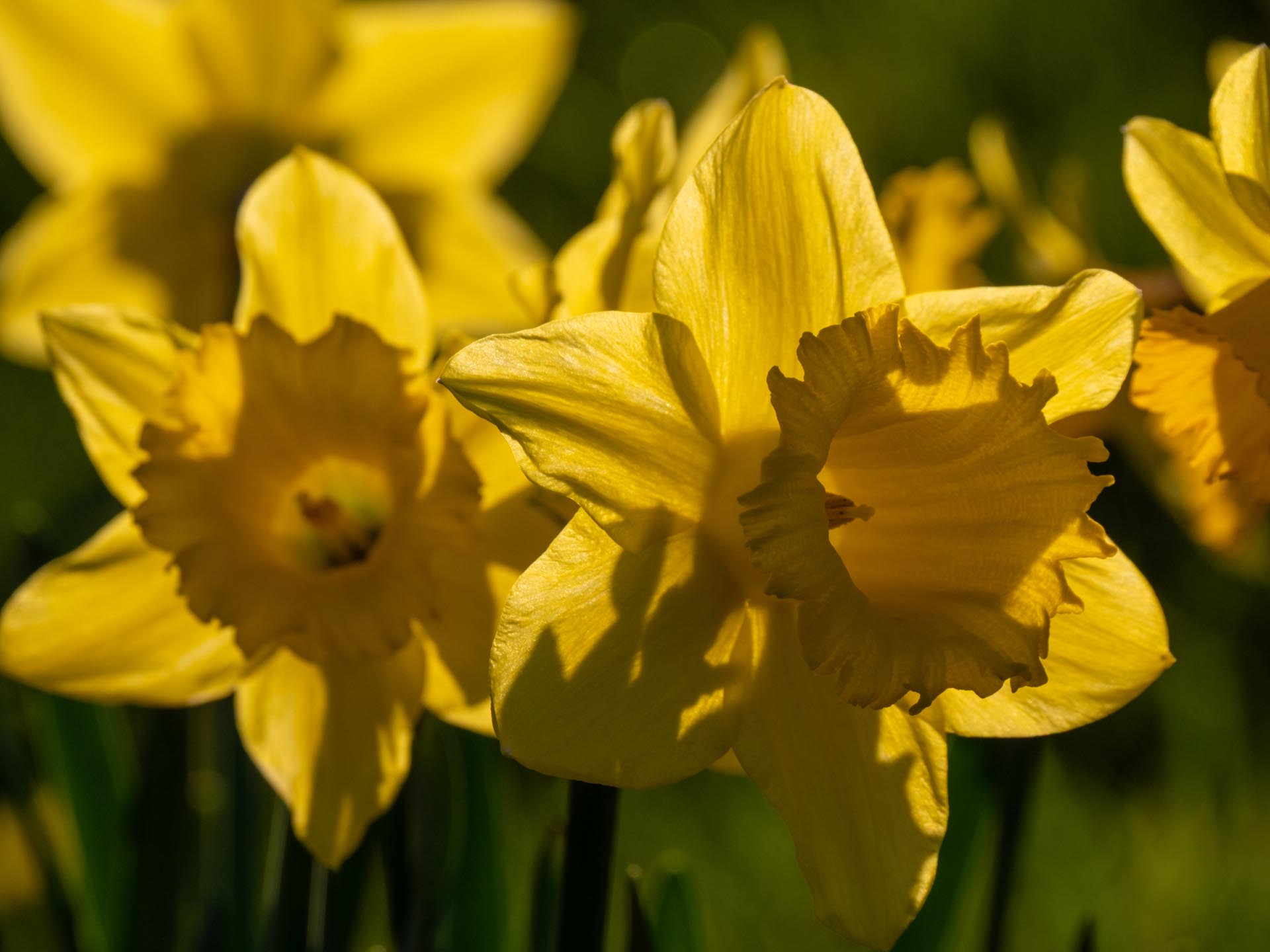 Daffodils in the verge on the way onto the farm