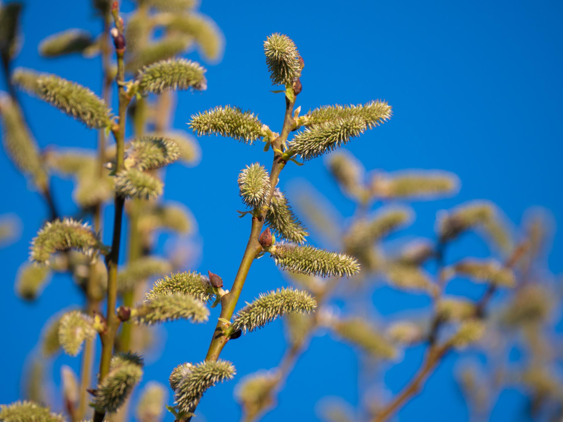 catkins on John Lory farm, home of Affordable Granite