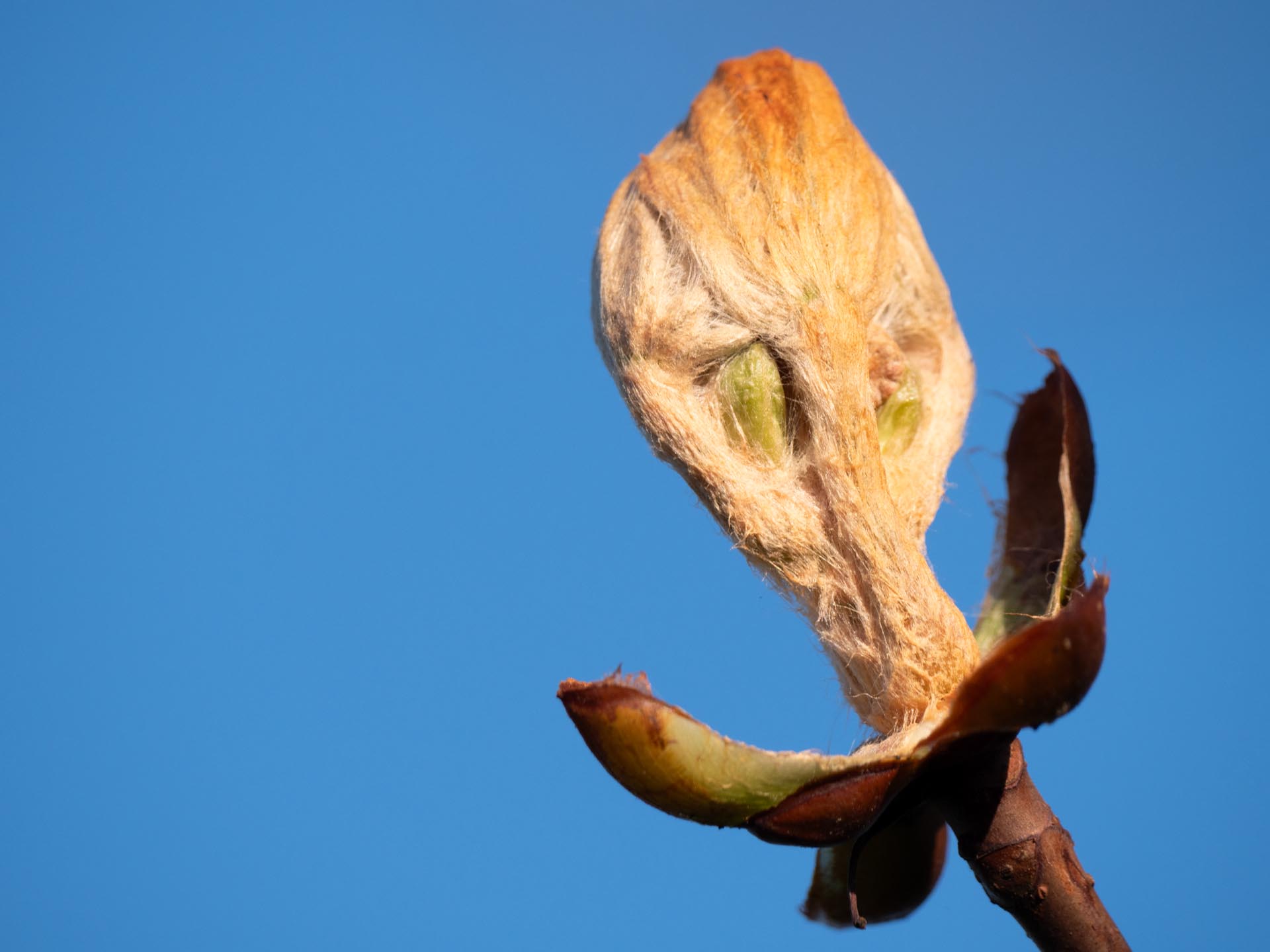 Horsechestnut bursting back into life