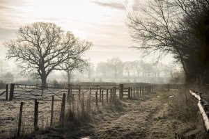 DSC_3934-a