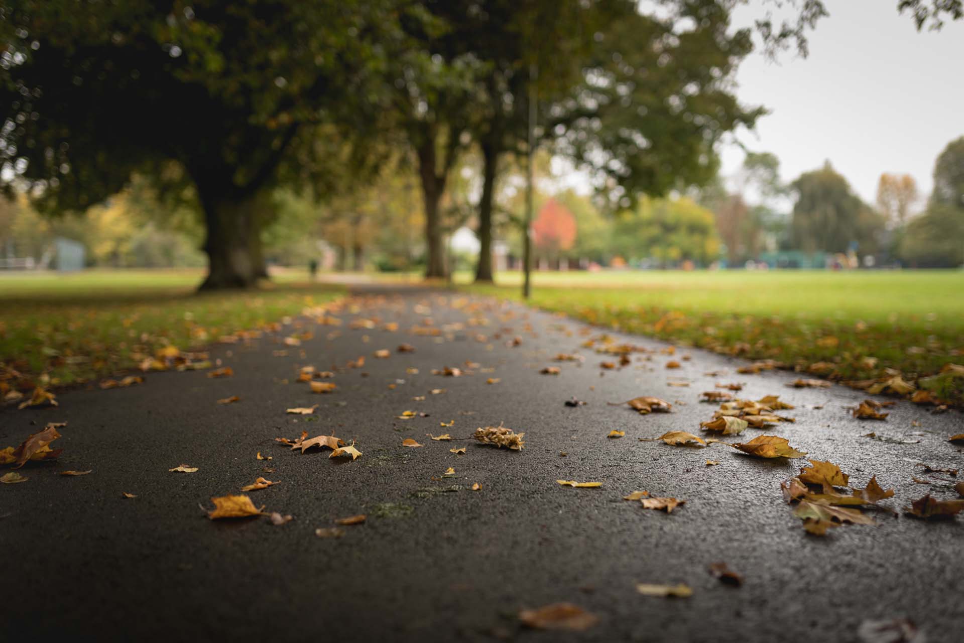 FallingLeavesInLammasPark Ellie Sutch