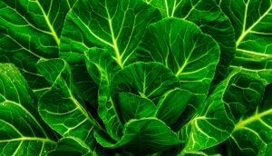 leafy-greens-a