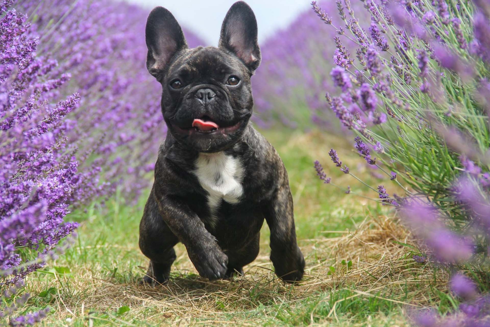 Mayfield Lavender Carshalton Lisa Stowe