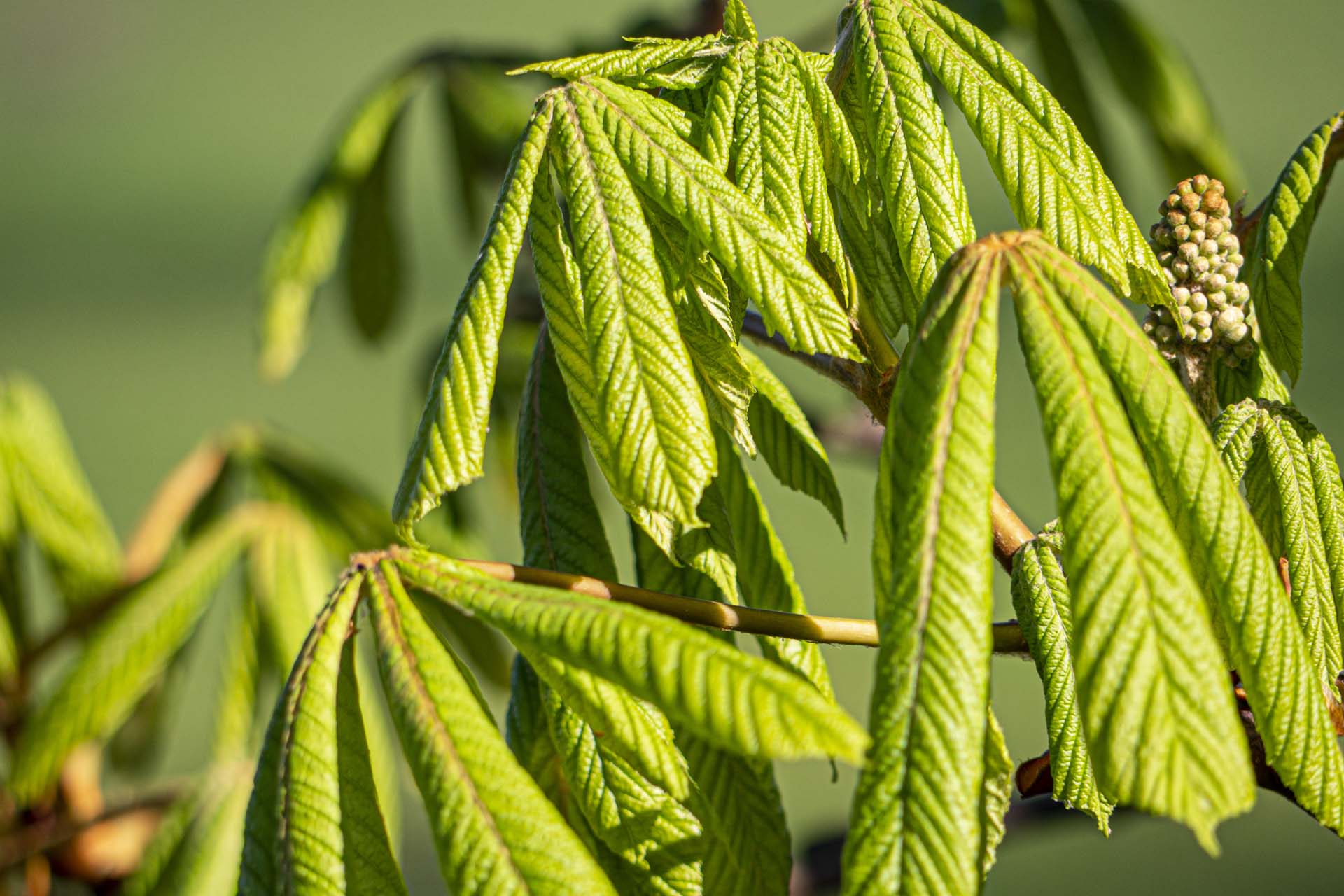 horse chestnut leaves quartz worktop company