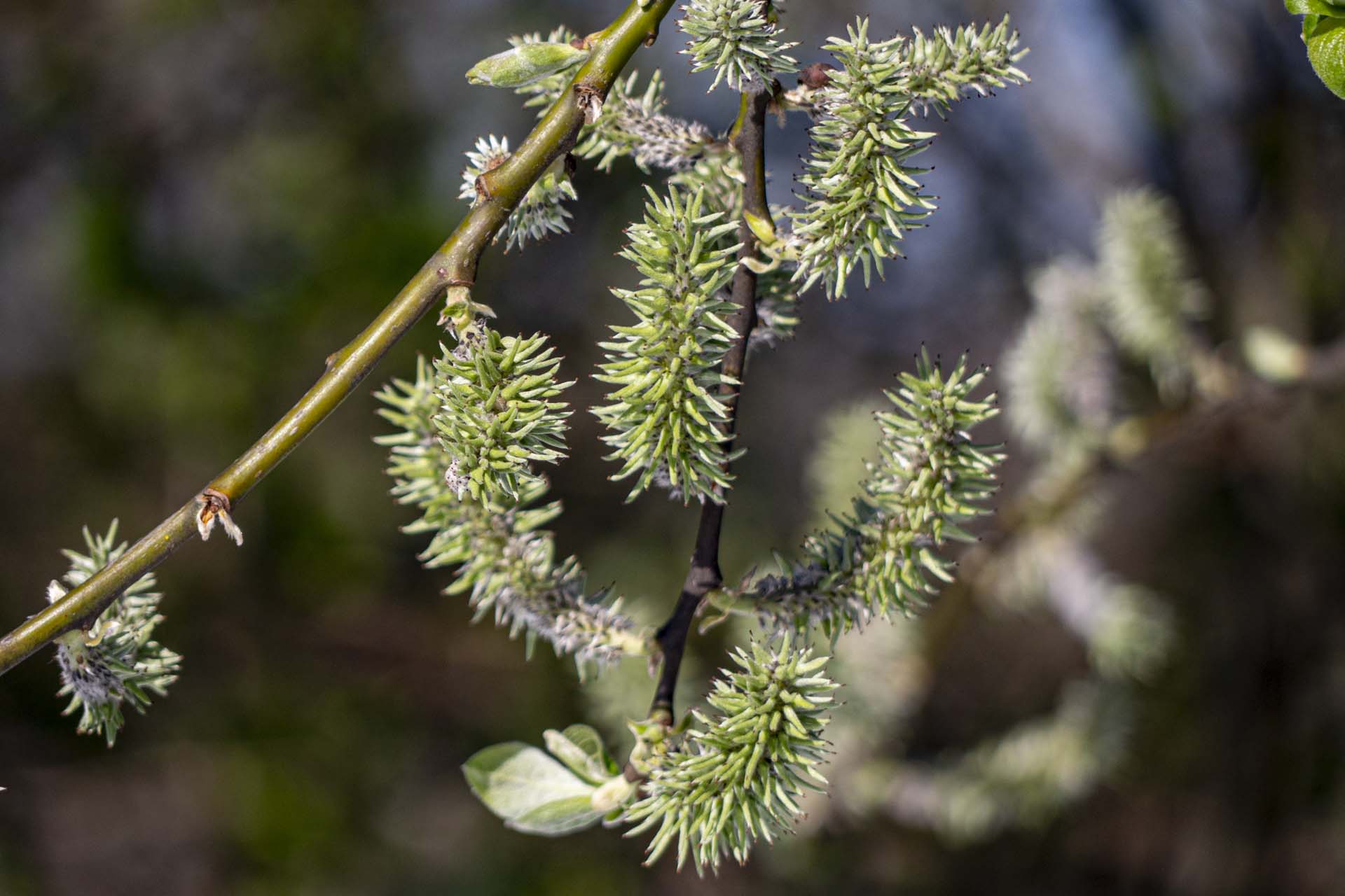 Catkins out this Easter on John Lory farm