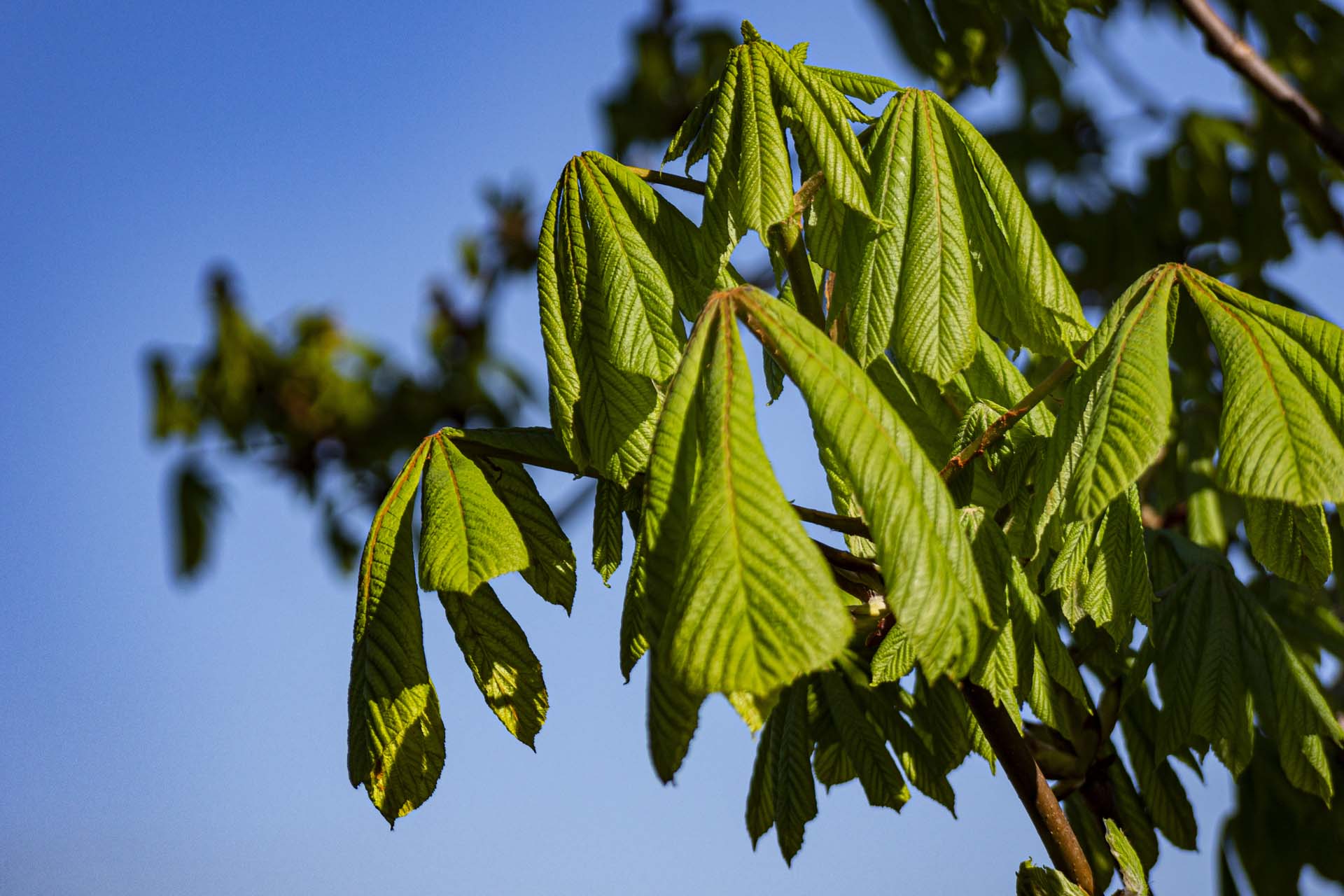 horse chestnut leaves quartz worktop company this easter