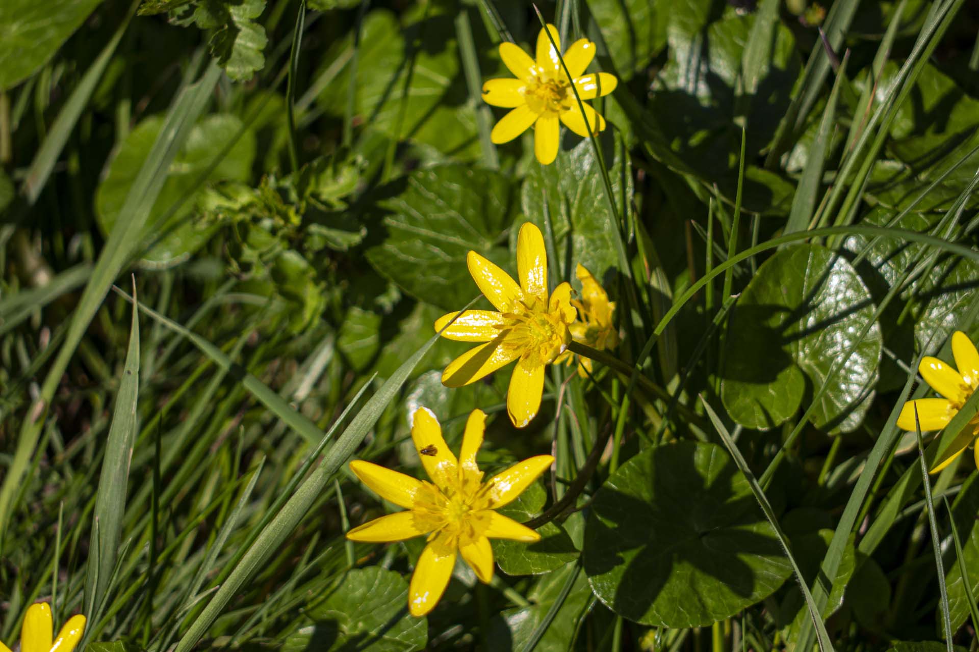 celandines beside the granite worktops carpark