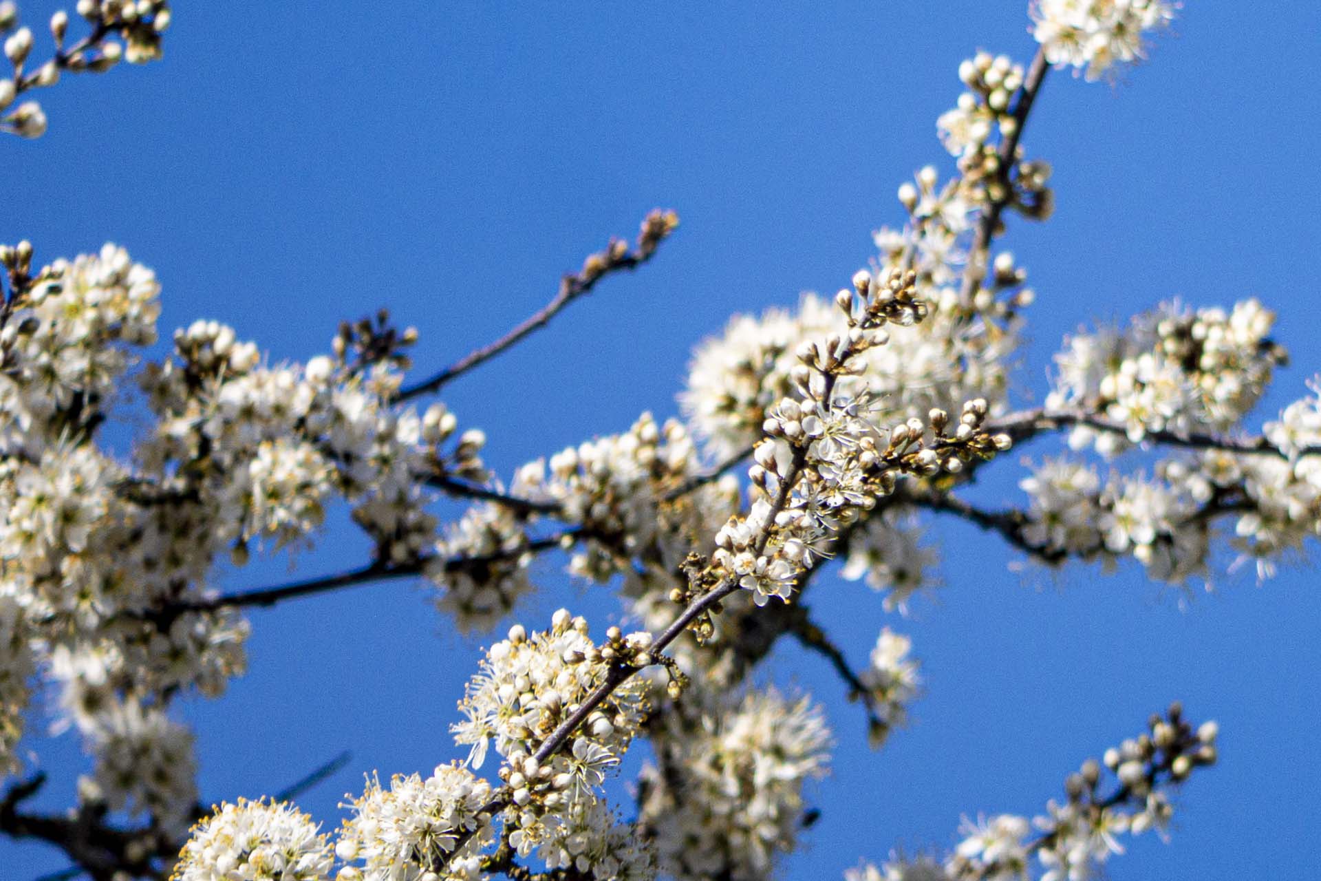Blossom near the stables