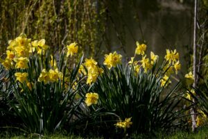 Easter daffodils beside the farmhouse pond granite worktops factory