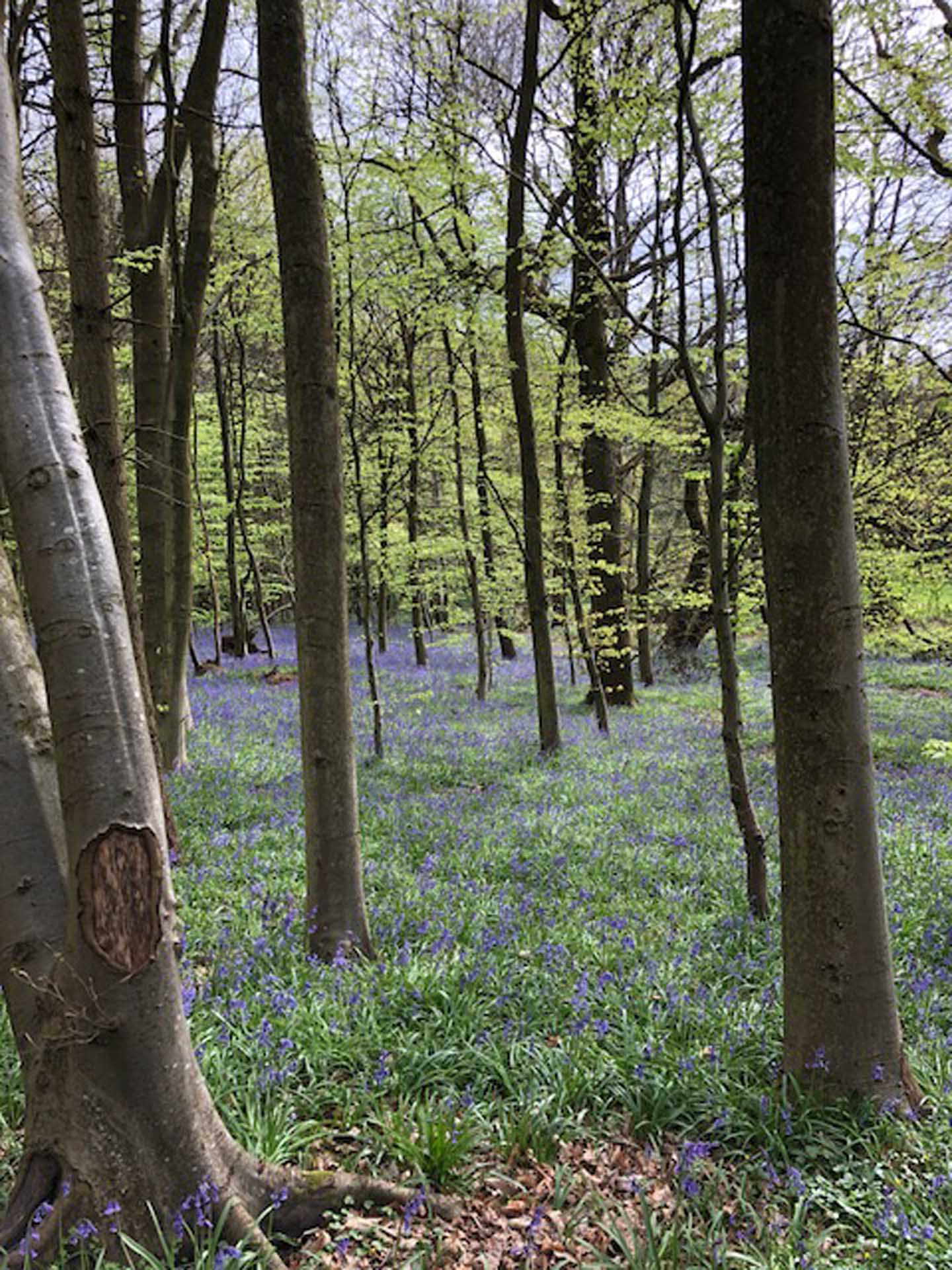 guildford-quartz-worktops-Bluebells in Chantry Woods Sharron Green_1