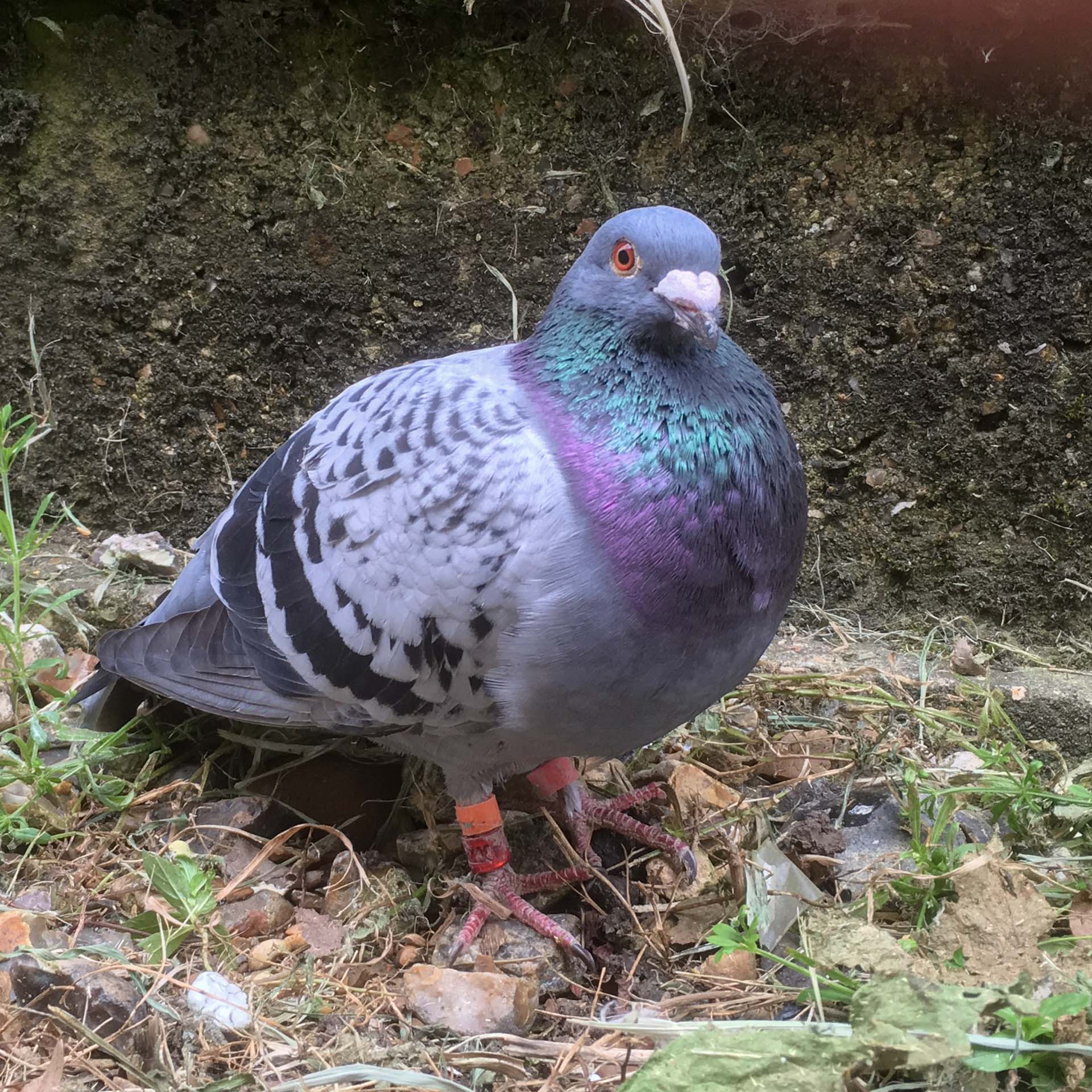 pigeon-granite-worktops-racing-pigeon-143703a