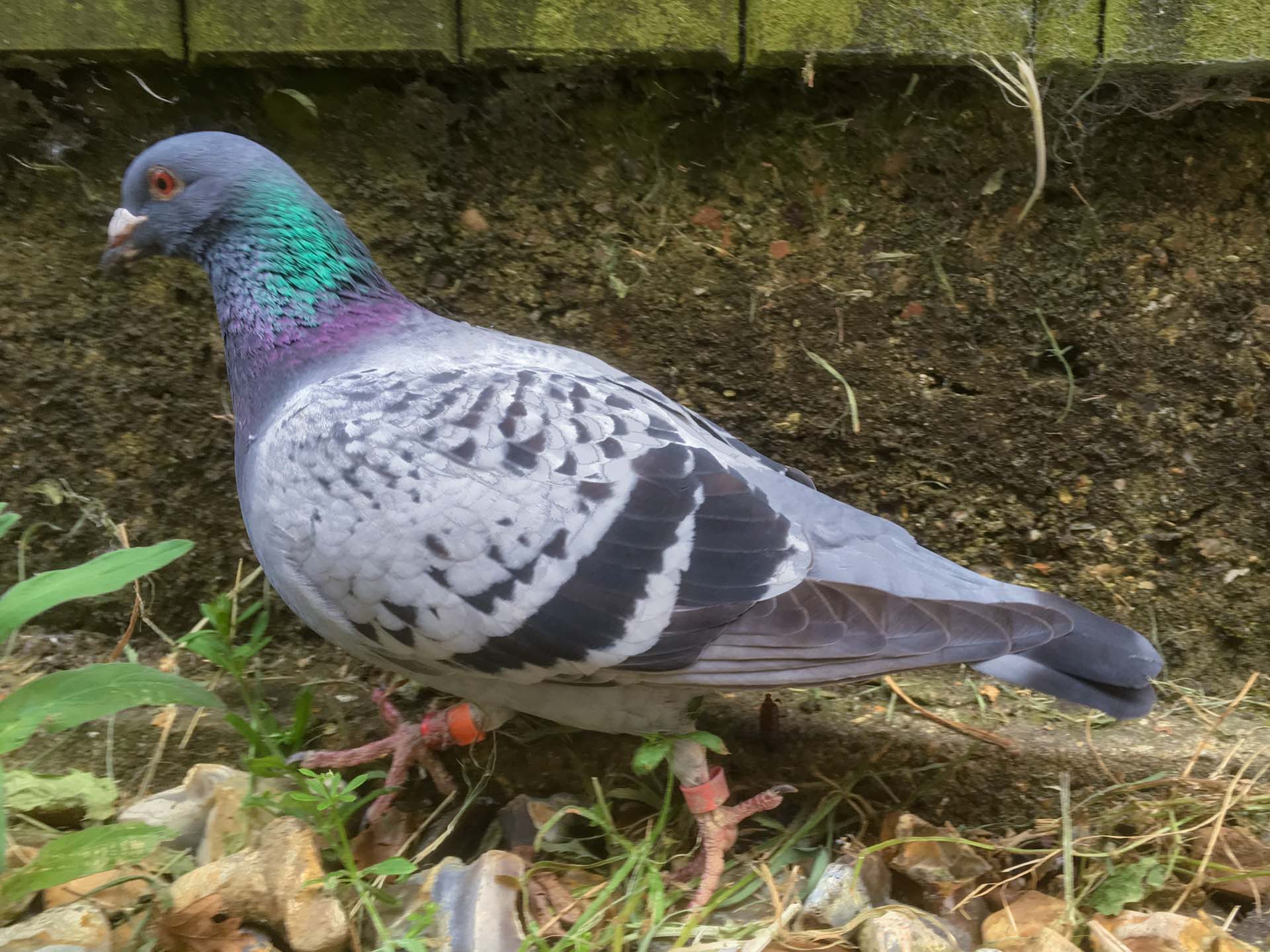 pigeon-granite-worktops-racing-pigeon-143712a