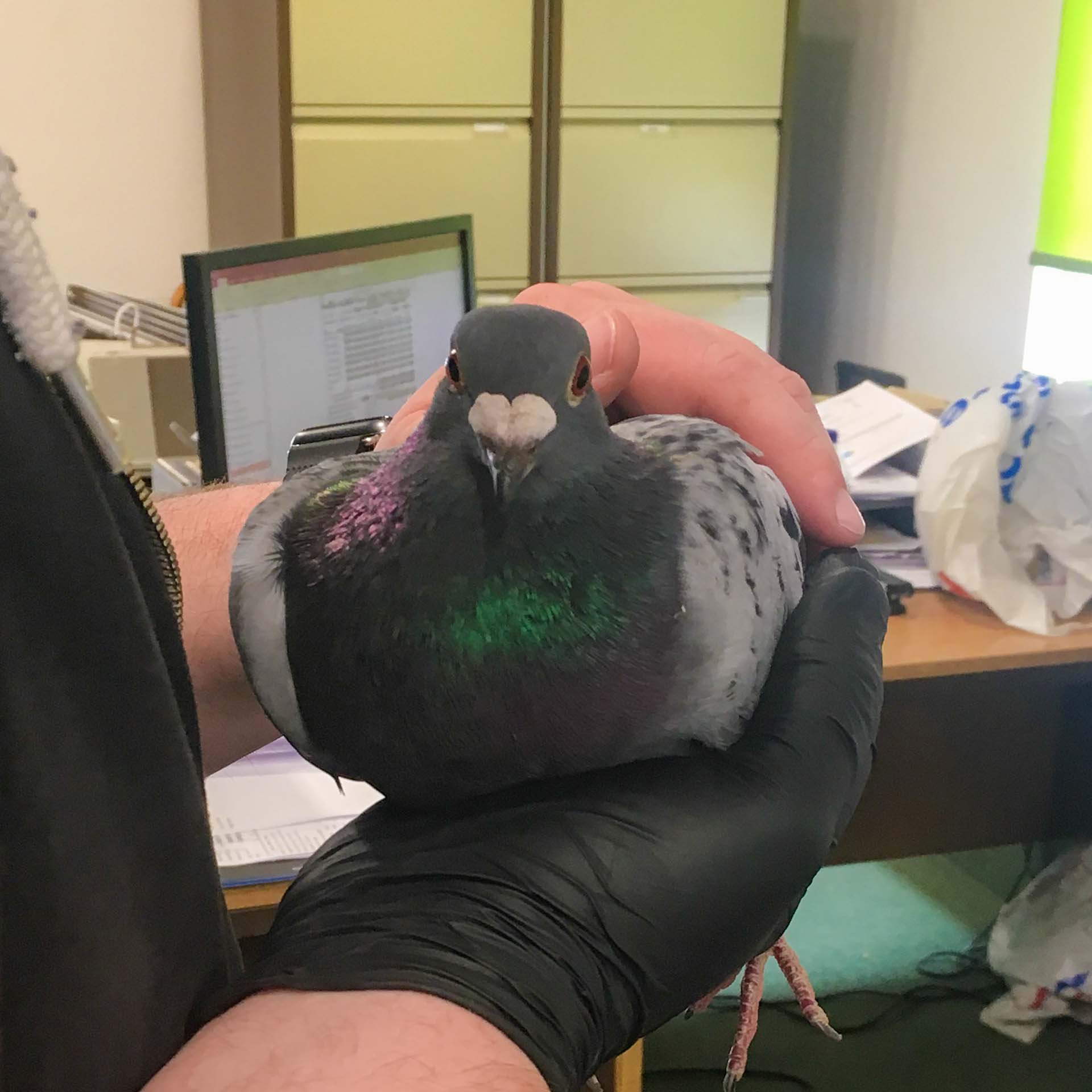 pigeon-granite-worktops-racing-pigeon-153707a