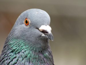 pigeon-granite-worktops-racing-pigeon-170525a