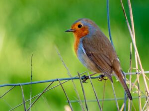 robin on john lory farm