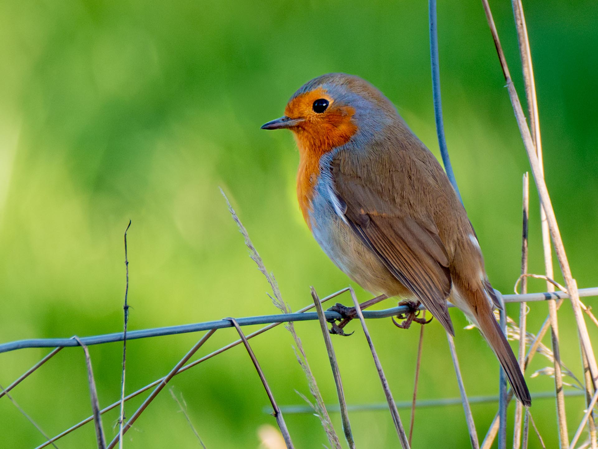 robin on john lory farm